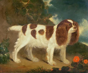 Spaniel Re Carlo